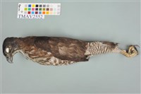 鳳頭蒼鷹藏品圖，第1張